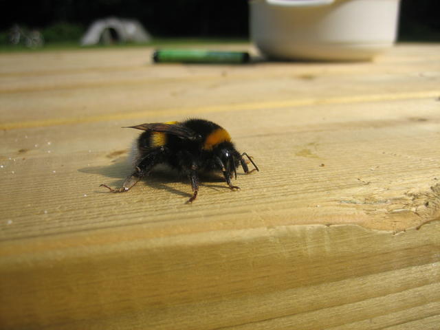 bumblebee 2 - free image