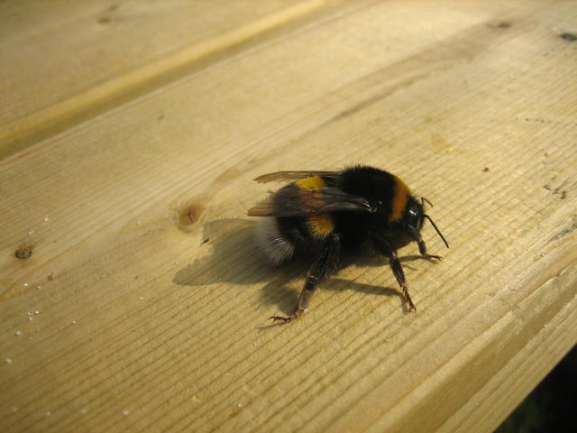 bumblebee - free image
