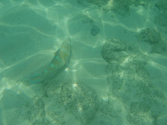 Bumphead Parrotfish - free image
