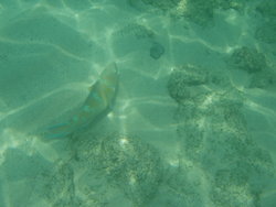 Bumphead Parrotfish