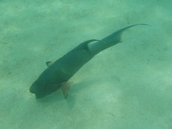 bumphead parrotfish