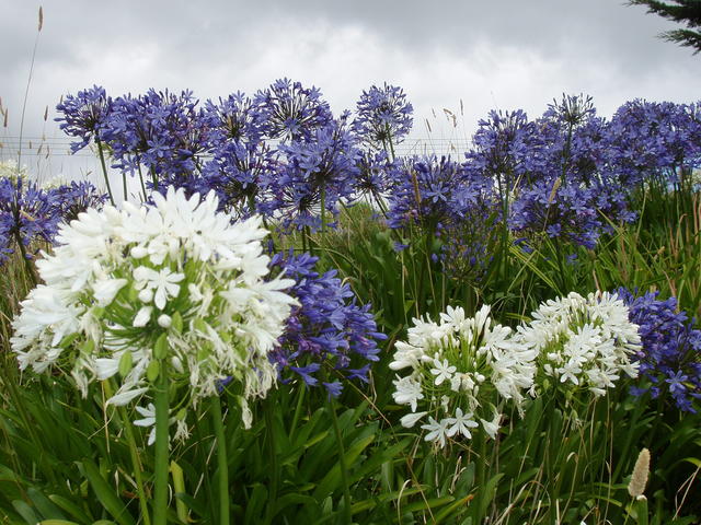 Bunch of flowers - free image