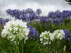 Bunch of flowers