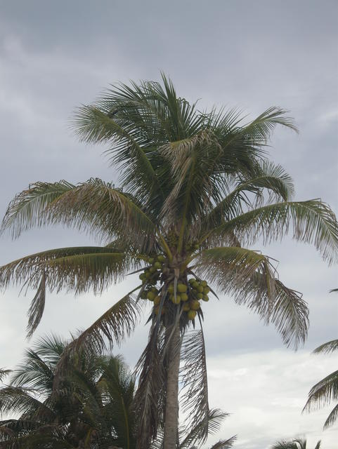 bunches of coconuts - free image