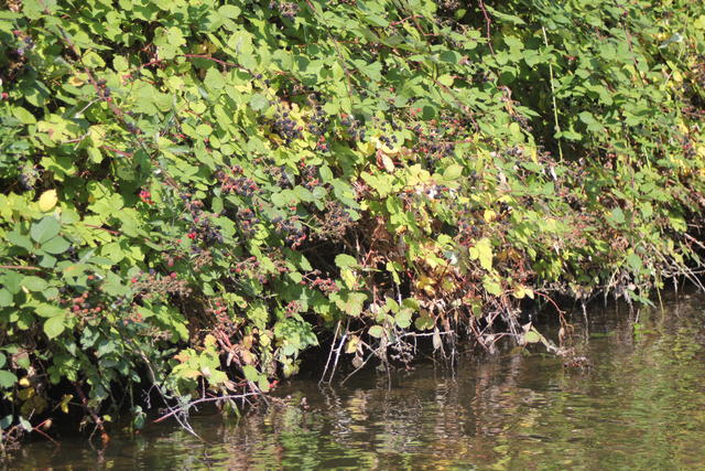 bushy bank of the pond - free image