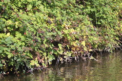 bushy bank of the pond