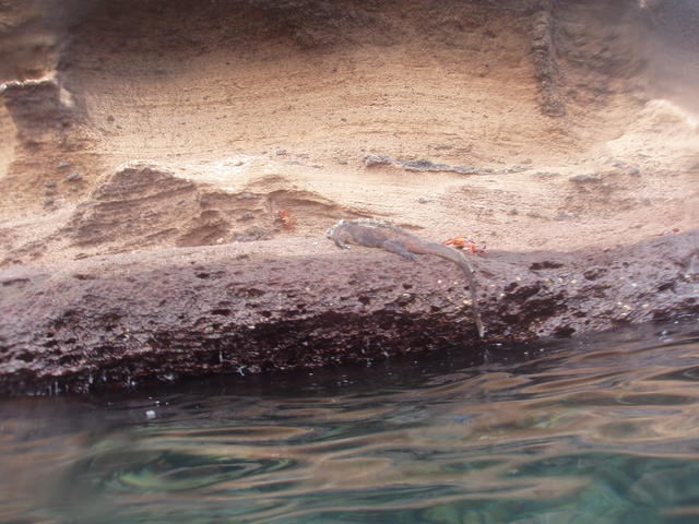 busking water lizard - free image