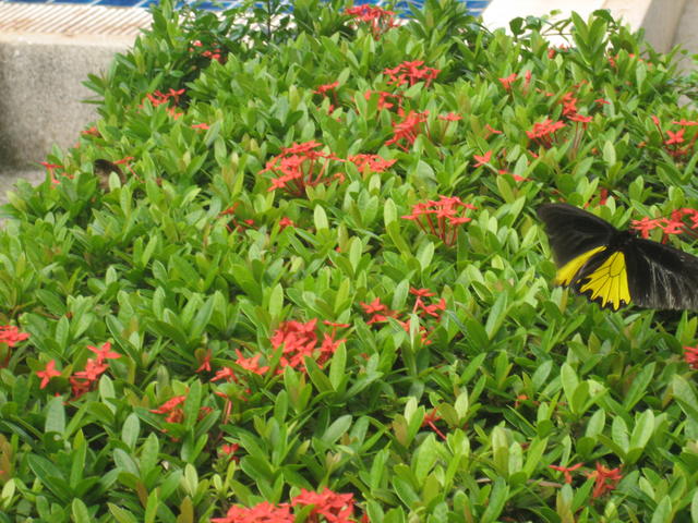 butterfly on the flower - free image