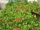 butterfly on the flower