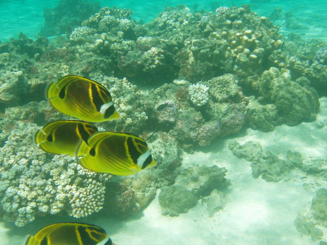 Butterflyfish - free image