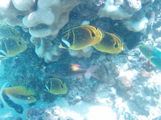 Butterflyfish - free image