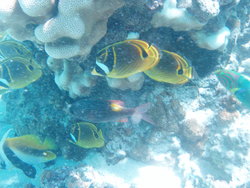 Butterflyfish