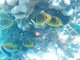 Butterflyfish