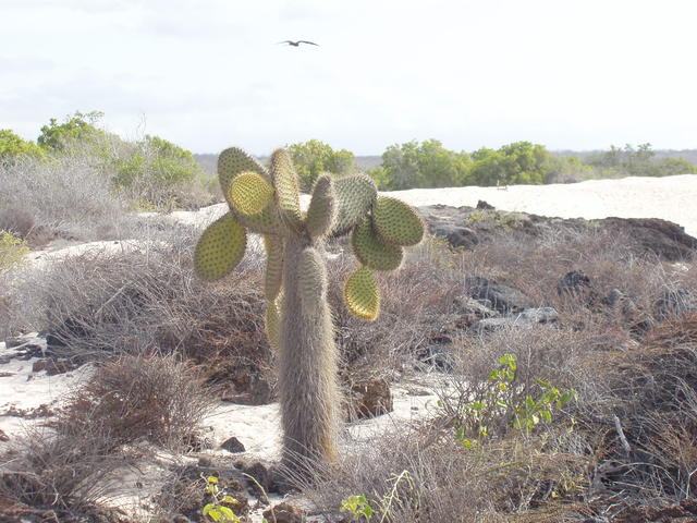 Cactus - free image