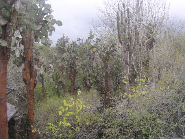 cactus forest - free image