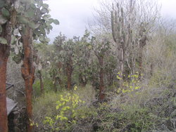 cactus forest