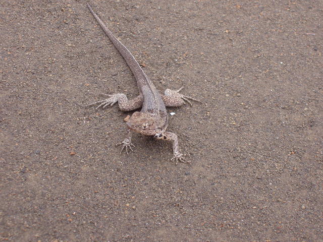 camouflaged lizard - free image