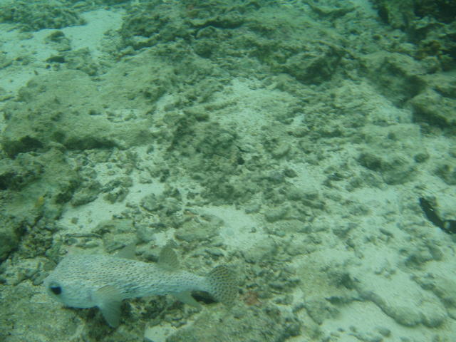 camouflaged pufferfish - free image