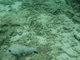 camouflaged pufferfish