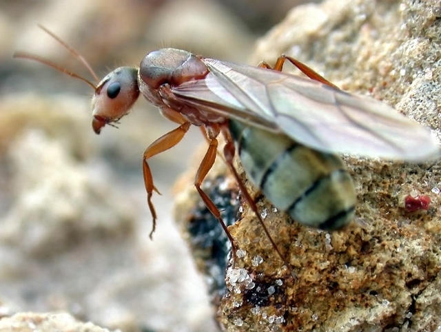 Camponotus crispulus queen ant - free image