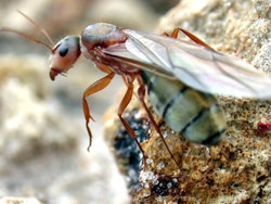 Camponotus crispulus queen ant