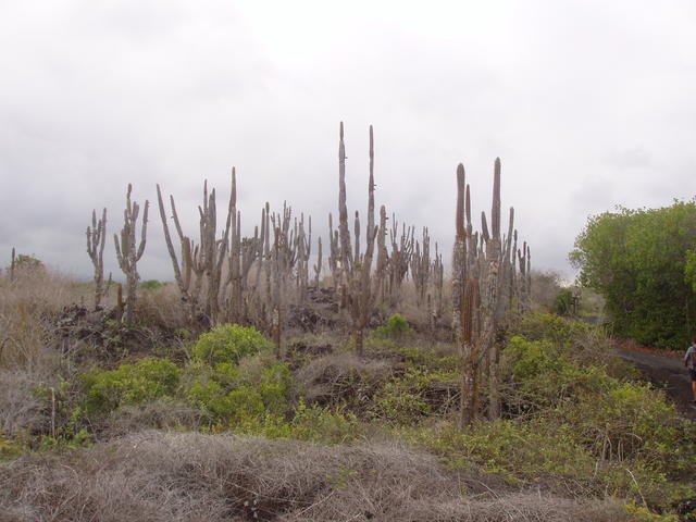 Candalabra Cactus - free image
