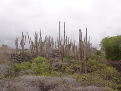 Candalabra Cactus