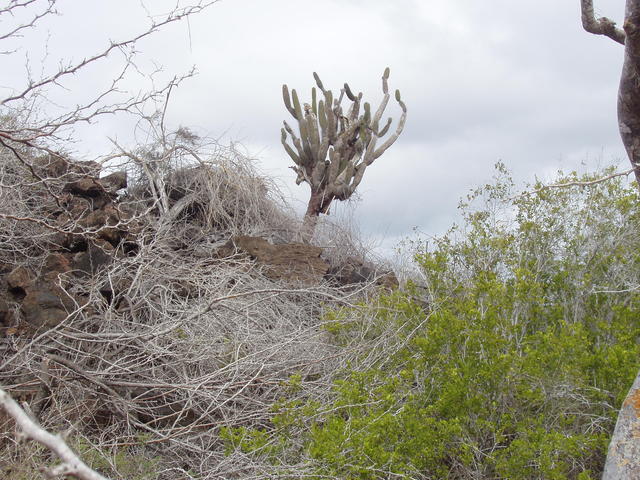 Candelabra Cactus - free image