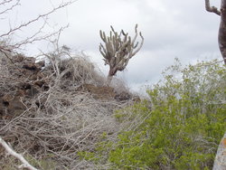 Candelabra Cactus