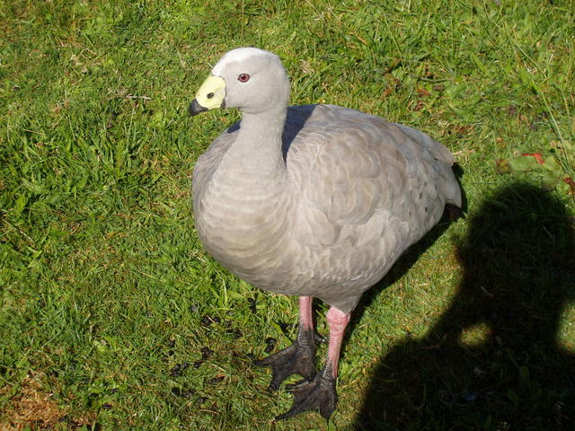 Cape Barren Goose - free image