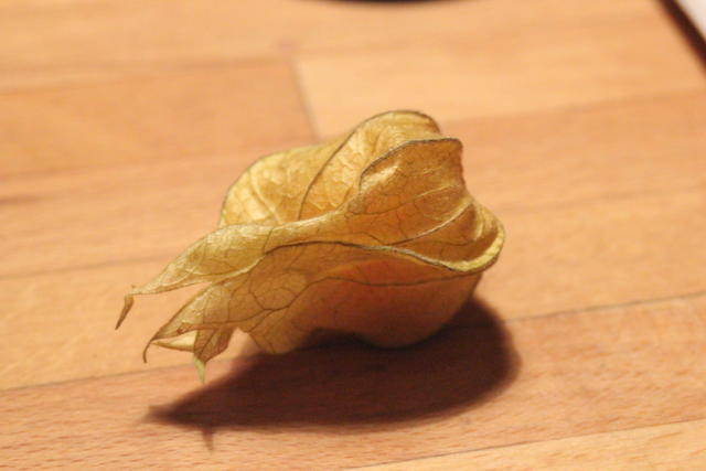 Cape Gooseberry - free image