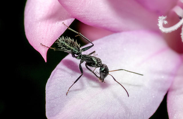 Carpenter ants - free image