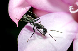 Carpenter ants