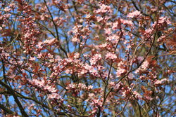 Cassia bakeriana