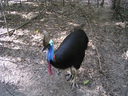 cassowaries