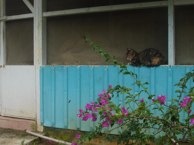 Cat sitting on wall - free image