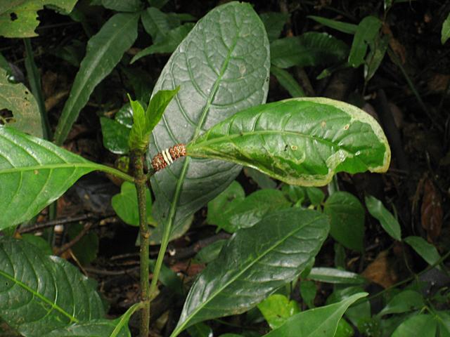 caterpillar eating green leaves - free image