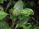 caterpillar eating green leaves