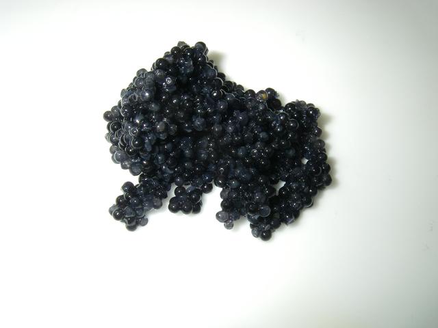 caviar - free image