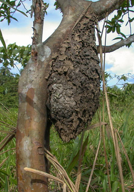 Cecropia ant - free image