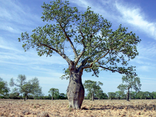Ceiba tree - free image