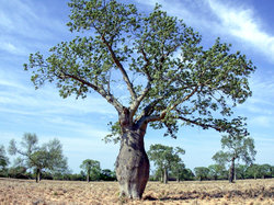 Ceiba tree