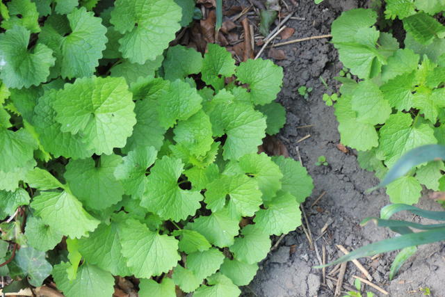 Centella asiatica - free image