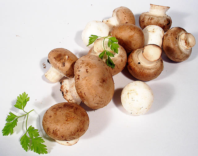 champignons - free image