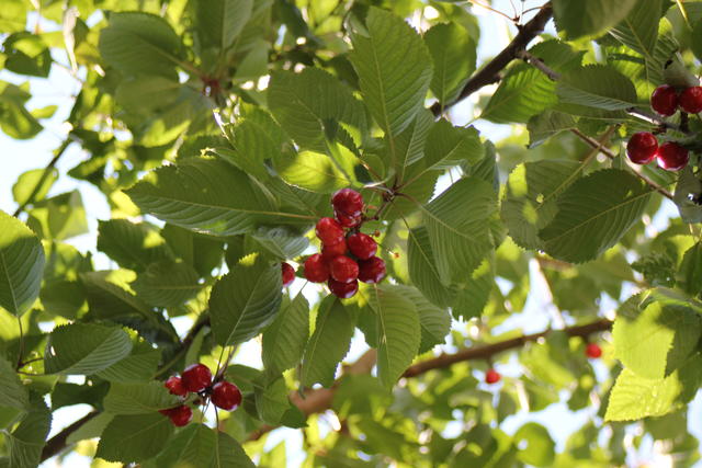 Cherry tree - free image