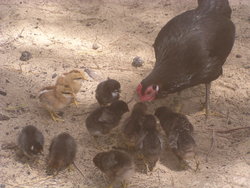 chicken feeding the babies