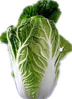 Chinese cabbage