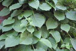 chlorophyll rich leaves