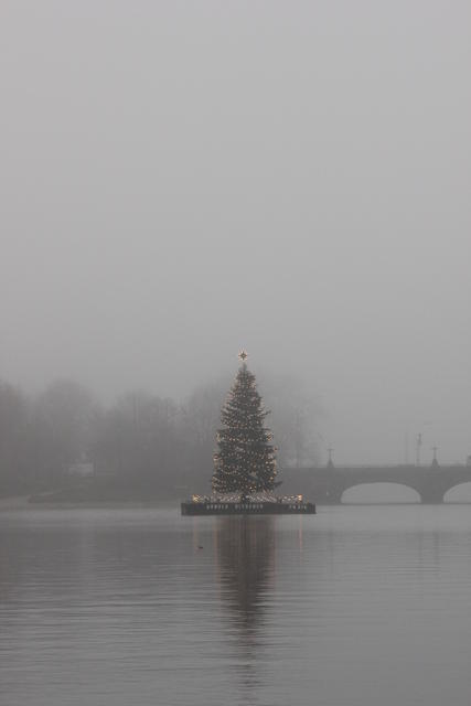 Christmas tree - free image