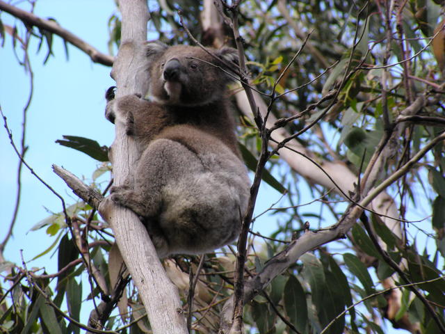 Climbing the tree - free image